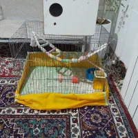 قفس پرنده|لوازم جانبی حیوانات|کاشان, شهرک خاتم الانبیا (مسکن ملی کاشان)|دیوار