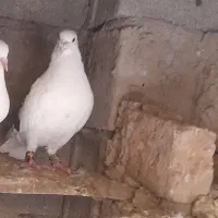 کبوتر نر