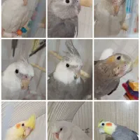عروس هلندی