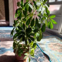 گل شفلرا|گل و گیاه طبیعی|بجنورد, |دیوار