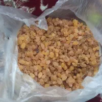 کشمش دونیم کیلو|خوردنی و آشامیدنی|میاندوآب, |دیوار