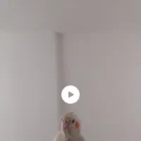 پرنده عروس هلندی سخنگو