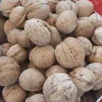 گردو پر مغز و چرب سبک و خوشمزه