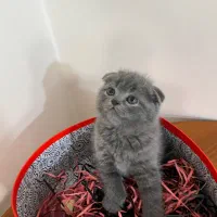 گربه اسکاتیش|گربه|تهران, دکتر هوشیار|دیوار