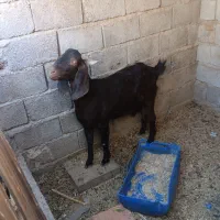 بز مری|حیوانات مزرعه|سراوان, |دیوار