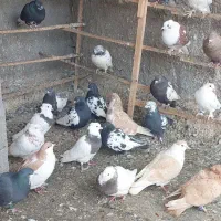 کبوتر فروشی