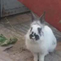 خرگوش بازیگوش