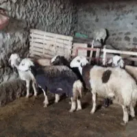 بره قوچ|حیوانات مزرعه|بیرانوند, |دیوار