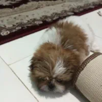 توله سگ شیتزو ماده|سگ|رشت, شهرک قدس|دیوار