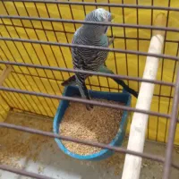 مرغ عشق معاوضه با کبوتر|پرنده|خرمشهر, |دیوار