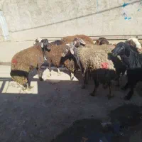 ۱۰ تا بر قوچ|لوازم جانبی حیوانات|گیان, |دیوار