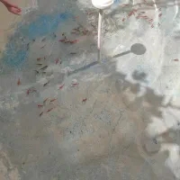 ماهی قرمزدونه۸تومن