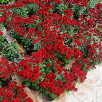 انواع گل داودی|گل و گیاه طبیعی|آستانه اشرفیه, |دیوار