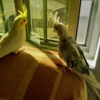 دوتا جوجه دوماهه|پرنده|قم, نخودی|دیوار