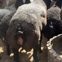 قوچ-هرکول-قره غزل-میش-بره