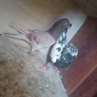 یه جفت تهرونی کاشونی روزگاری