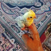 یک عدد عروس هلندی