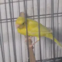 قناری نر کوتاه بلند خون|پرنده|کرج, کوی امامیه|دیوار