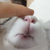 خرگوش|موش و خرگوش|شهریار, شهرک امیریه|دیوار