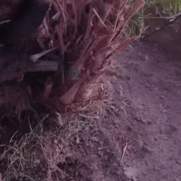 پا جوش کلوته|گل و گیاه طبیعی|جیرفت, |دیوار