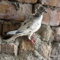 کله ای