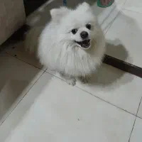 سگ نر ۲ساله تربیت شده پامر اصل