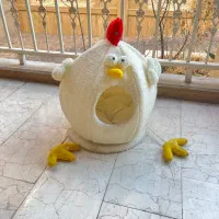 جای خواب گربه و سگ
