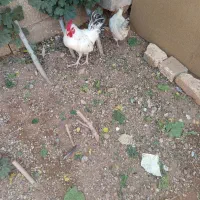 مرغ.وخروس.سیبرایت