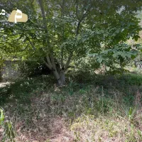 فروش زمین و کلنگی سنددار در روستای چولاب، رشت|فروش زمین و ملک کلنگی|لولمان, |دیوار