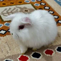 خرگوش لوپ ۳۵ روز خوشکل