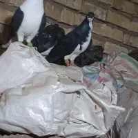 خوشرنگ