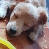 سگ اشپیز واگذاری