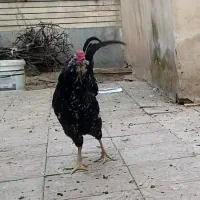 مرغ و خروس گلین بی ایراد