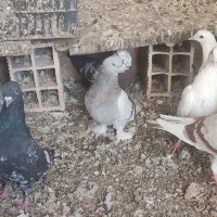 کبوتر شقشقی|پرنده|قصرشیرین, |دیوار