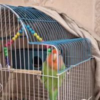 طوطی برزیلی