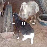 ۴۸۰۰۰۰۰۰۰