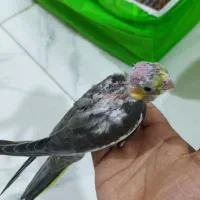 جفت عروس پاریس مولد با دو عدد جوجه|پرنده|حمیدیه, |دیوار