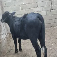 گوساله ماده|حیوانات مزرعه|سراوان, |دیوار