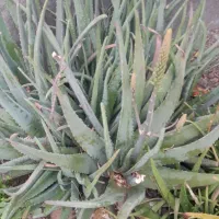 گیاه آلوورا