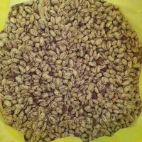 فروش نخود و لوبیا چیتی و لوبیا قرمز و لوبیاکپسولی|خوردنی و آشامیدنی|بندرعباس, |دیوار