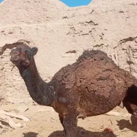 شتر|حیوانات مزرعه|نهبندان, |دیوار