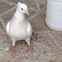 طوقی و رنگی