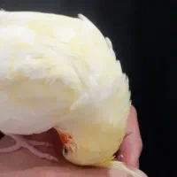 عروس هلندی|پرنده|زنجان, |دیوار