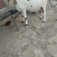 بز پاکستانی ابست