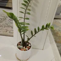 گل طبیعی زاموفیلیا|گل و گیاه طبیعی|قدس, شهرک فرزان|دیوار