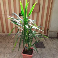 گل های آپارتمانی بسیار زیبا|گل و گیاه طبیعی|محمدیه-قزوین, |دیوار