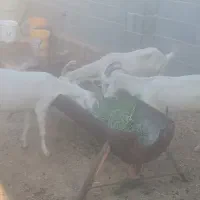 بز سانن