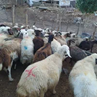 فروش بزوتی بزمیش وشیشک چاق درجه یک|حیوانات مزرعه|خرم‌آباد, |دیوار