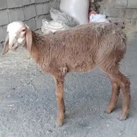 ۱بره سبک وزن