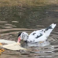 اردک اسراییلی